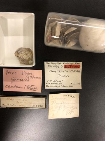 Media type: image; Malacology 155592   Description: preserved specimen;